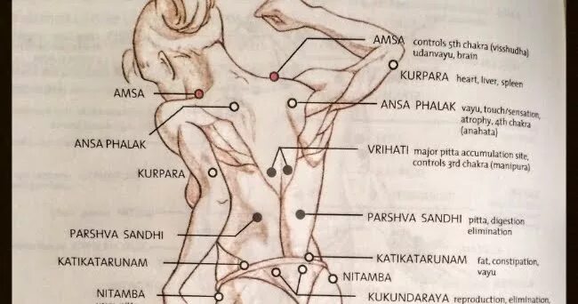 Йони массаж для женщин цена. 108 Точек мармы Аюрведа. Марма Видья точки. Марма массаж точки. Марма точки на теле массаж.