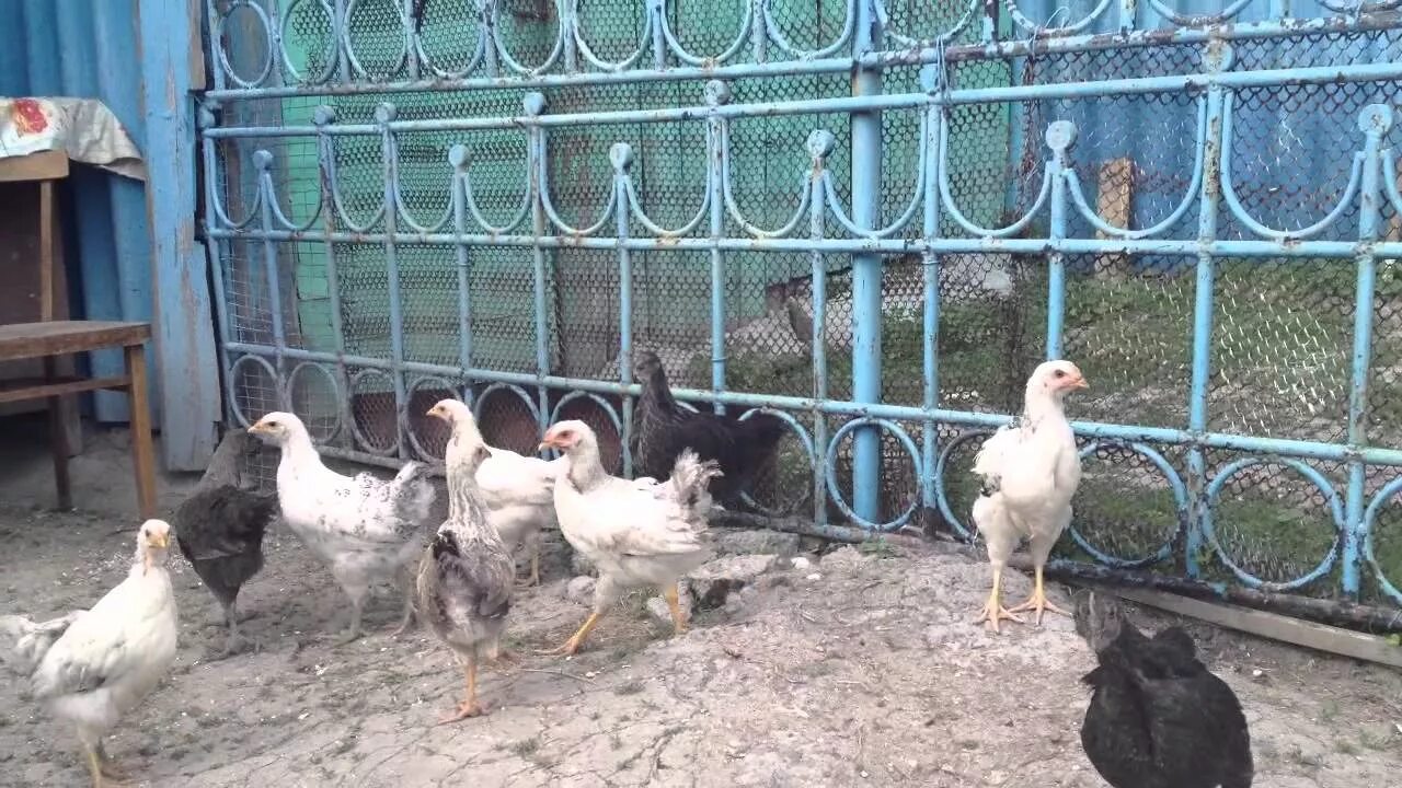 Адлерская серебристая 2 месяцев - YouTube