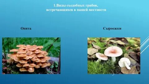 Какие съедобные грибы часто встречаются в твоей