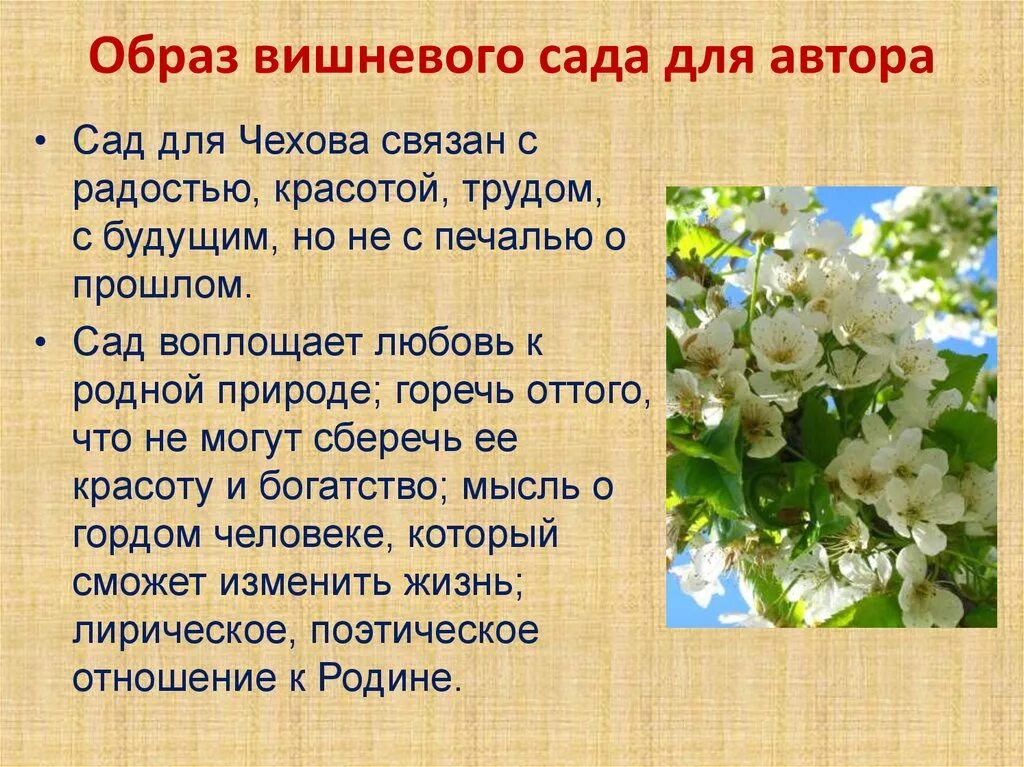 Какую позицию занимает автор. Вишневый сад чехова образ сада. образ вишневого сада. вишневый сад презентация. образ вишневого сада для автора.