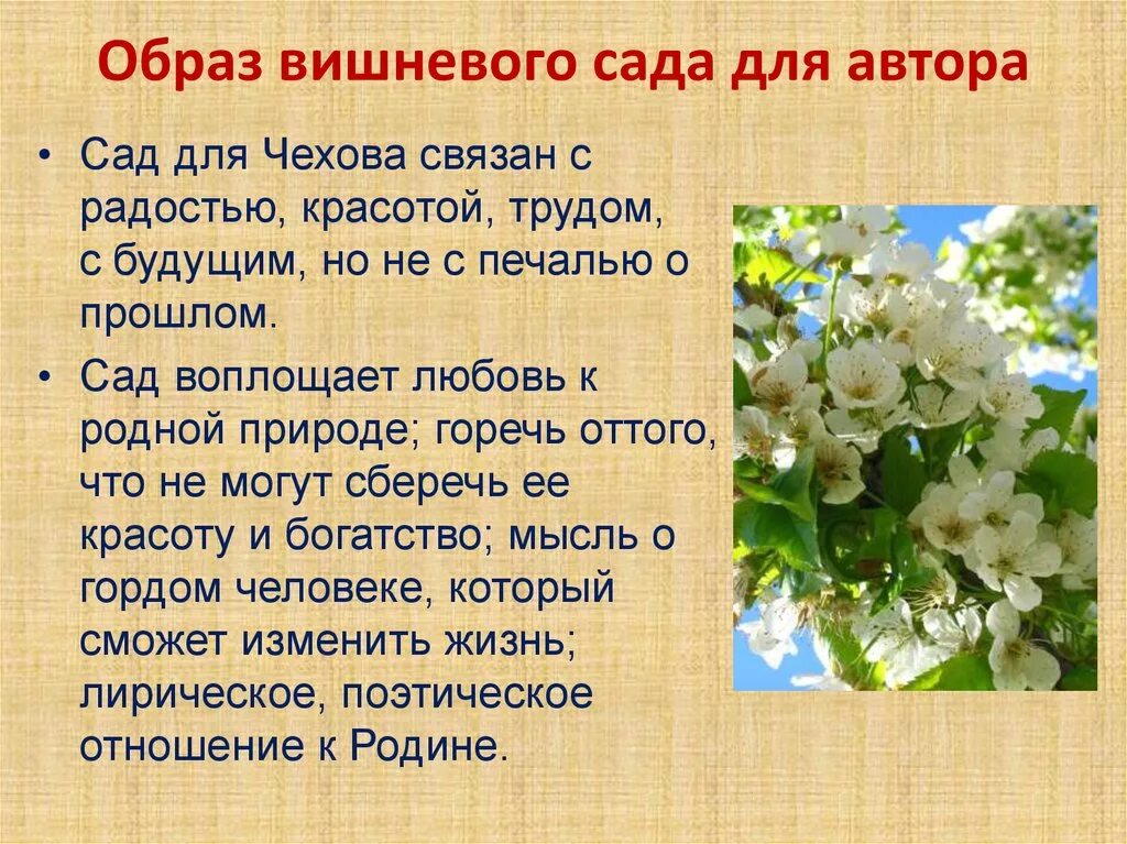 Символическое значение сада в пьесе вишневый сад. Образ вишневого сада. Вишневый сад образ сада. Вишневый сад презентация. Чехов вишневый сад презентация.