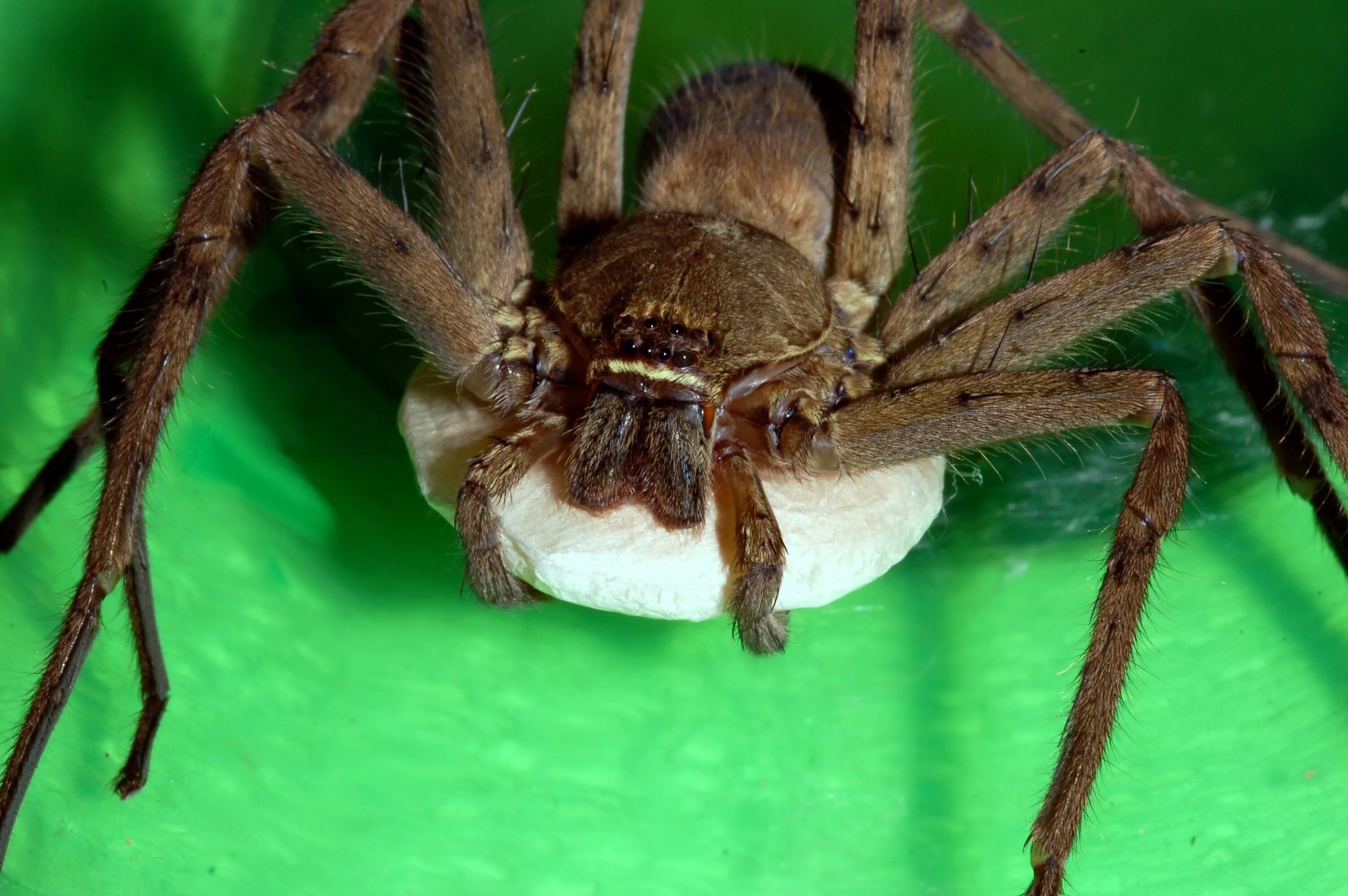 Австралия пауки. Паук-егерь (huntsman spider). арагог паук австралия. паук воронковый тарантул. паук охотник австралия самый большой.