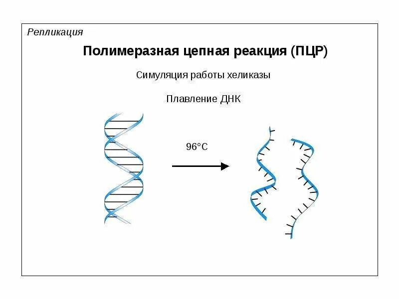 Реакция репликации