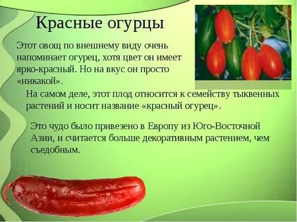 Огурцы относятся к группе овощей