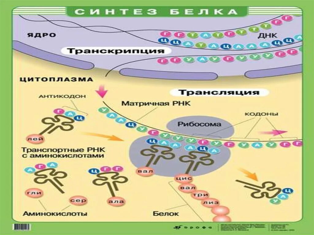 Биосинтез днк реакция. Репликация транскрипция трансляция таблица. Репликация транскрипция трансляция ДНК. ДНК транскрипция РНК трансляция белок. Схема репликации транскрипции и трансляции ДНК.