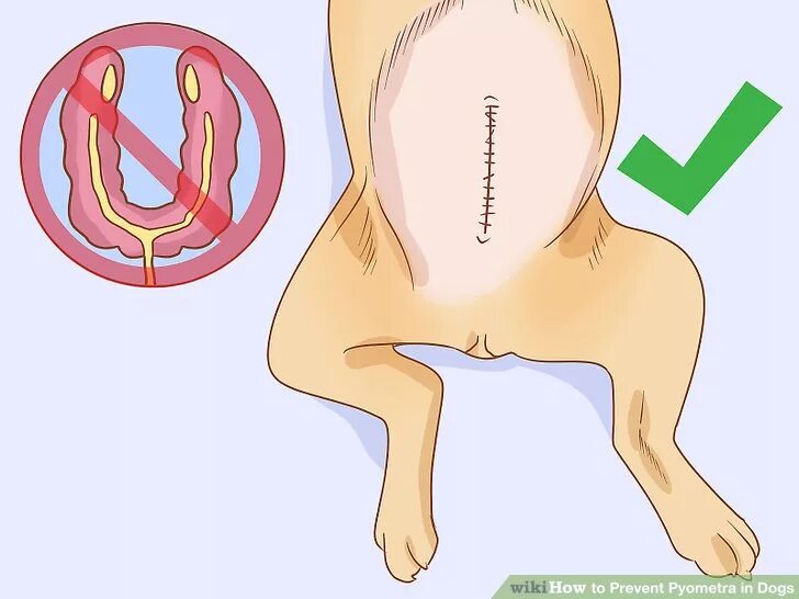 Какая матка у собаки. Какая матка у собаки. Какая матка у собаки. Гнойная пиометра у собаки. Какая матка у собаки.