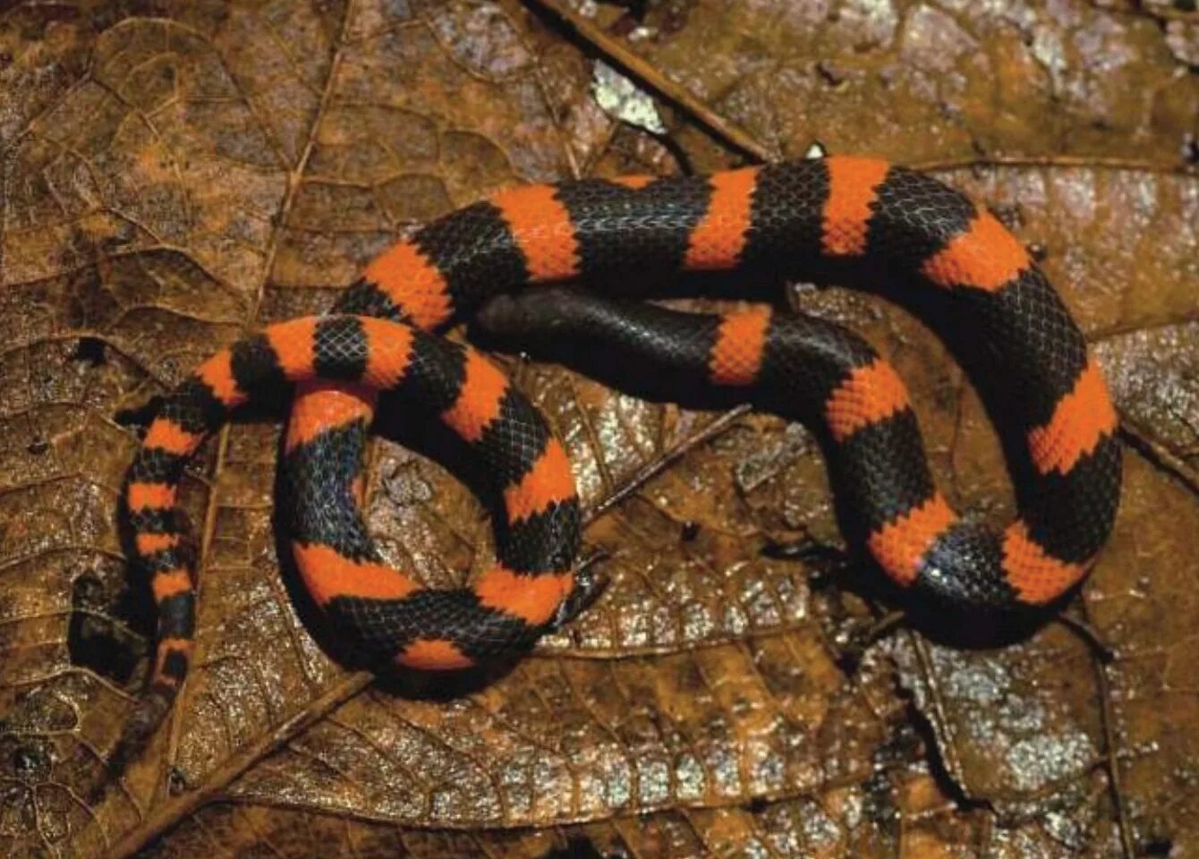 Гадюка обыкновенная. Маисовый полоз оранжевый. Rhabdophis tigrinus. Краснобрюхий чёрный аспид. Полоз гадюка кавказская.