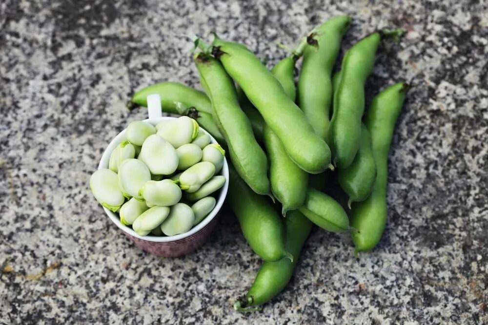Как получить много бобы. Бобы (vicia faba).. фасоль фава. бобы семена фава. broad beans сорт vicia faba.