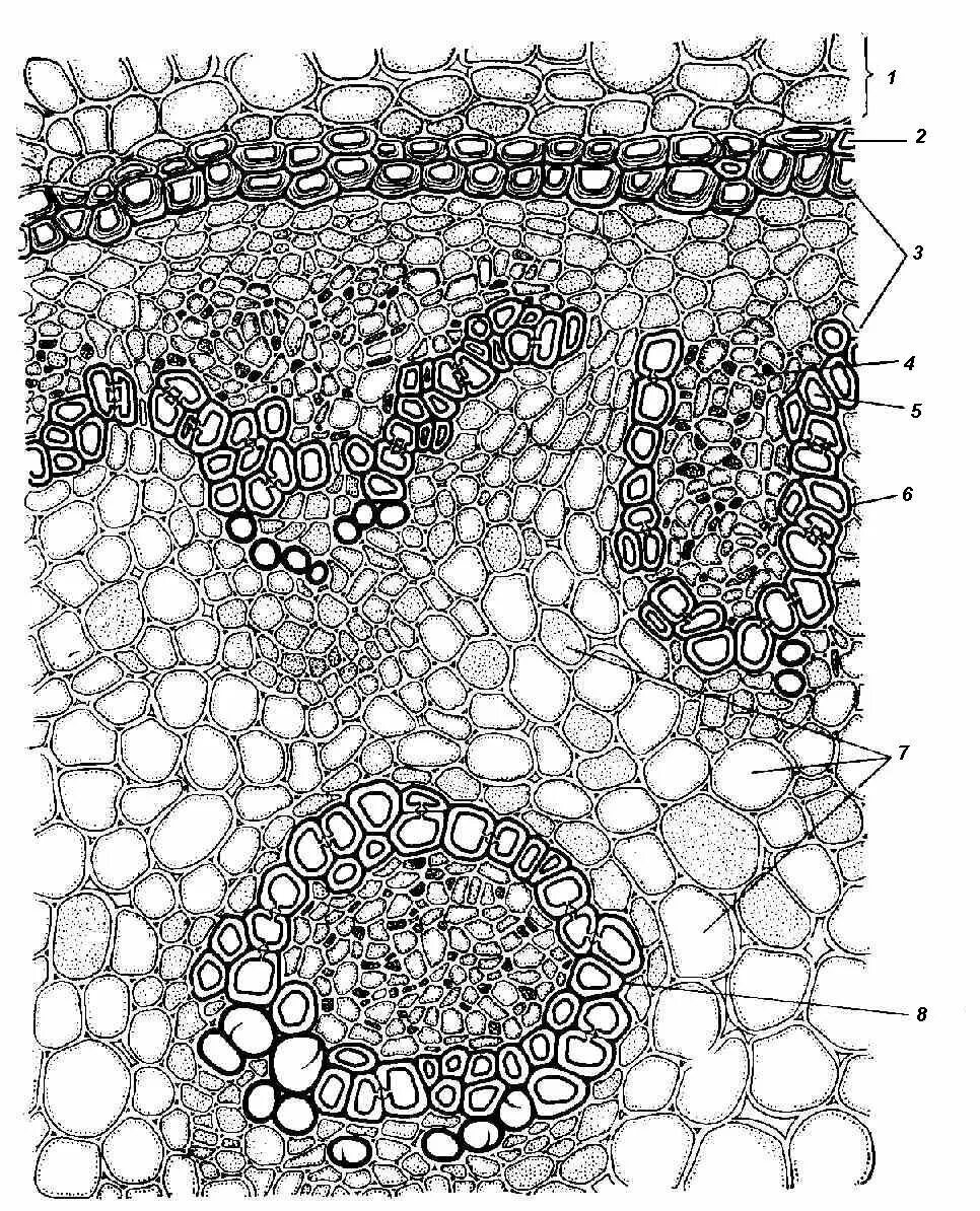 Рисунок паренхимы. Рисунок паренхимы. Основная запасающая ткань растений. Поперечный срез хвоинки под микроскопом. Поперечный разрез листа камелии.