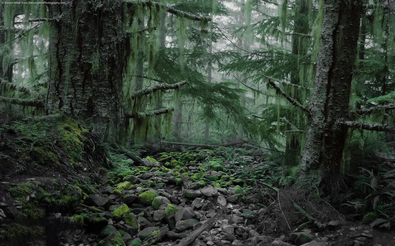 I see a forest