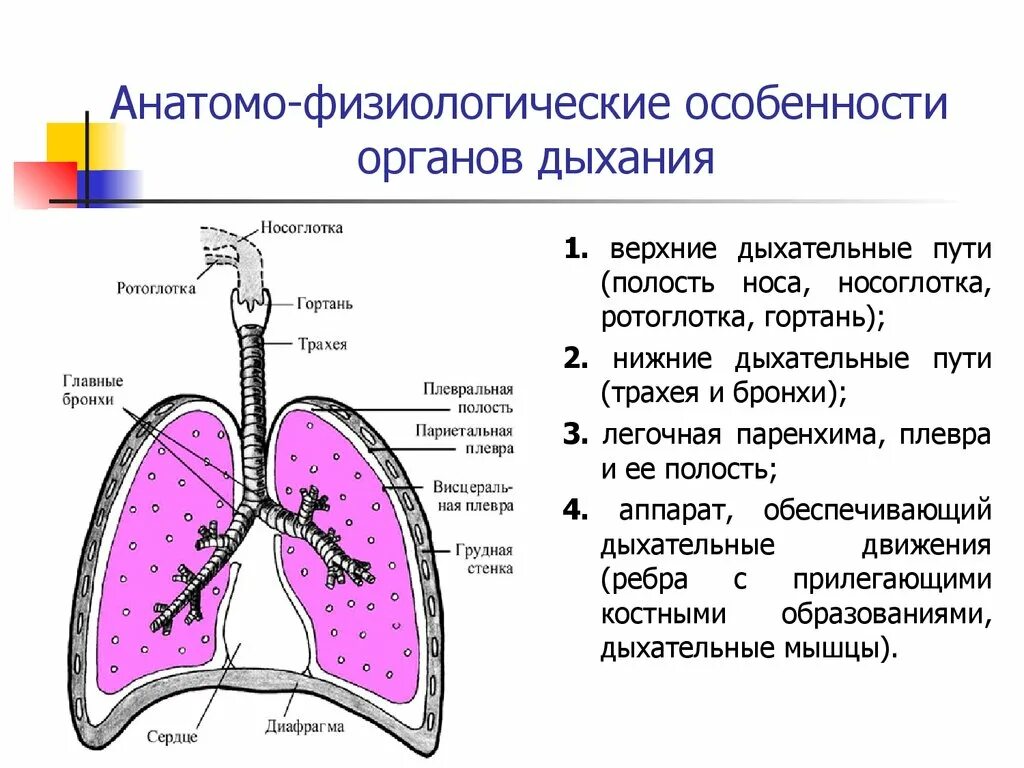 Органы плевральной полости. Анатомо-физиологическая характеристика дыхательной системы. Афо строения органов дыхания. Анатомо - физиологическая характеристика системы органов дыхания.. Характеристика Афо органов дыхания.