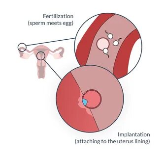 What Happens In Your Body During Ovulation? 