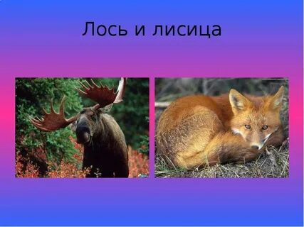 Лиса лось