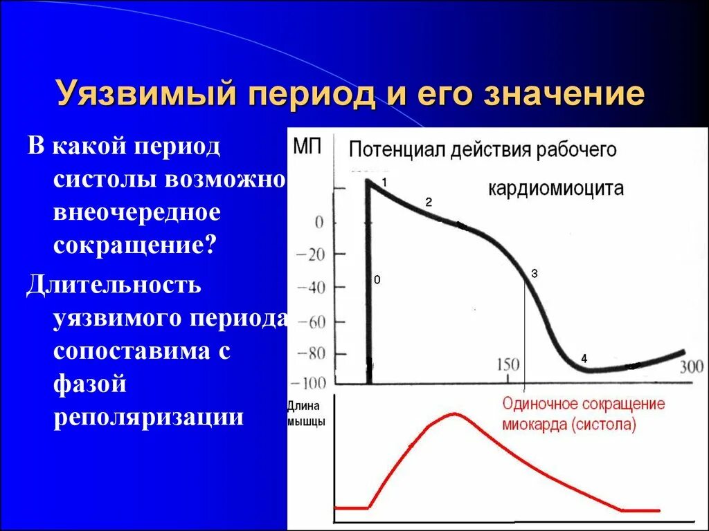 Уязвимый период сердечного цикла. Уязвимый период (уязвимая фаза). Что такое уязвимый период миокарда.