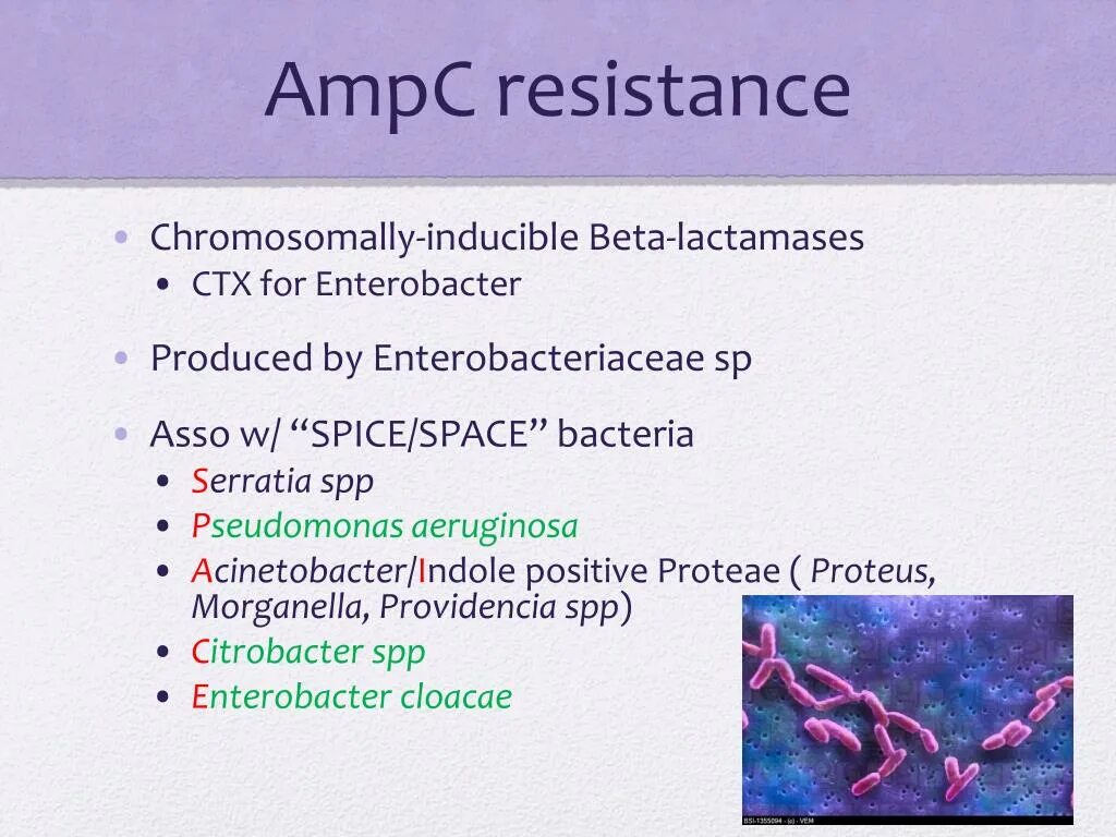 Энтеробактер аэрогенес. Энтеробактер клоаке. Enterobacter, Serratia и Citrobacter. Энтеробактер микробиология. Enterobacter cloacae что это