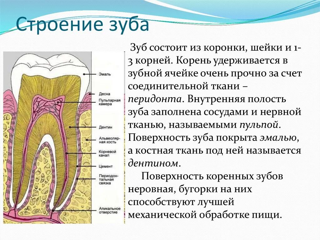 Какой строение зуба