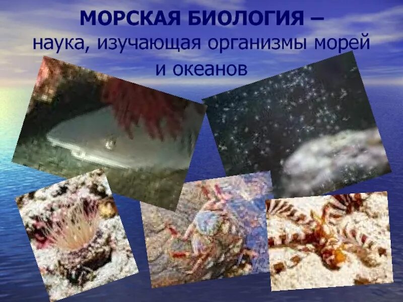 Организмы в морях и океанах. Жизнь в океане 7 класс. Жизнь в мировом океане 7 класс география. Наука изучающая океаны. Особенности жизни в океане