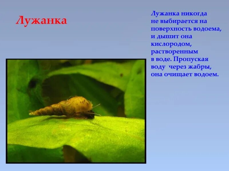 В пресной воде морковь через три дня