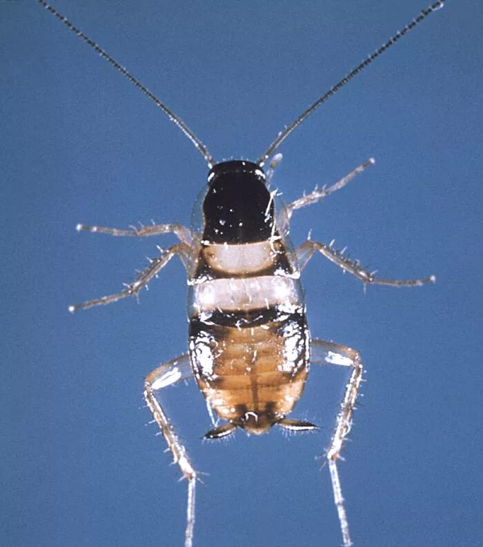 Brown banded. Мебельный таракан (Supella longipalpa).. Brown Banded Cockroach таракан. Supella longipalpa (f.) - мебельный таракан. Мебельный (коричневополосый) таракан.