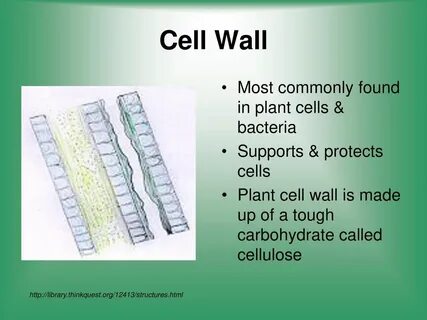 Cells wall
