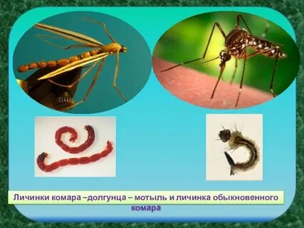 Животные которые питаются комарами 2 класс