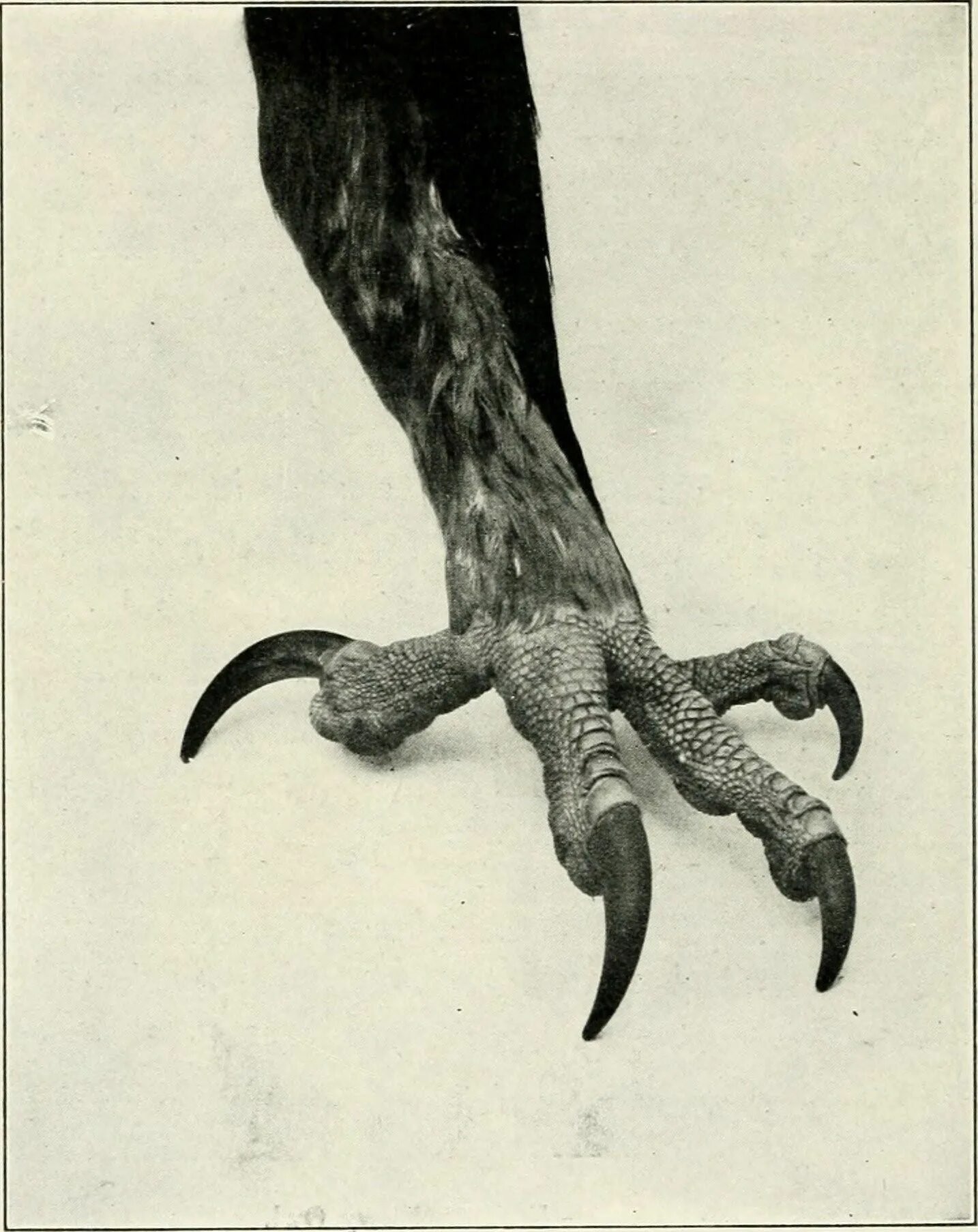 Лапки ворон. Строение лапы ворона. Птичьи лапы. Ноги птиц. Когти вороны.