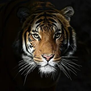 Тигров разных пород красивых для аватарок.