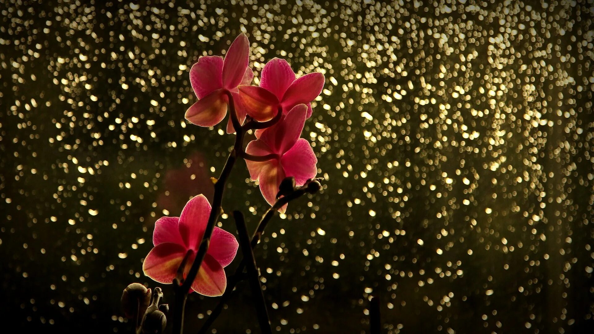 Красивый цветок на фон телефона. Цветы на темном фоне. Орхидея на темном фоне. Обои на рабочий стол орхидеи. Цветок на темном фоне вертикально.