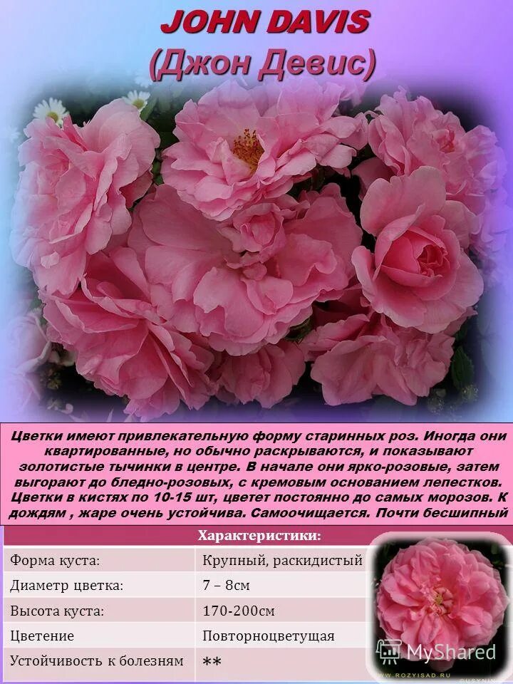Диаметр цветка. Диаметр цветка