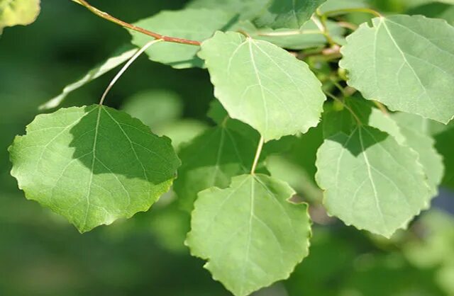 Тополь дрожащий осина. Трепещущие листва. Одинокий осенний лист. Красивые ветки деревьев. Ветка с листьями.