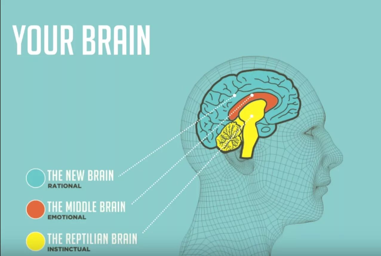 Brains talks. Неокортекс лимбическая система и рептильный мозг. Строение мозга неокортекс. Эмоциональный интеллект и неокортекс. Нейромаркетинг: визуализация эмоций.