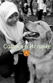 Почему нельзя держать собаку в доме мусульманам