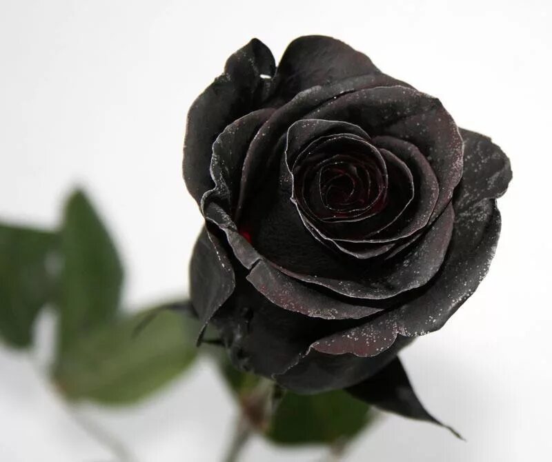 Купить розу розницу. Черные розы Халфети.