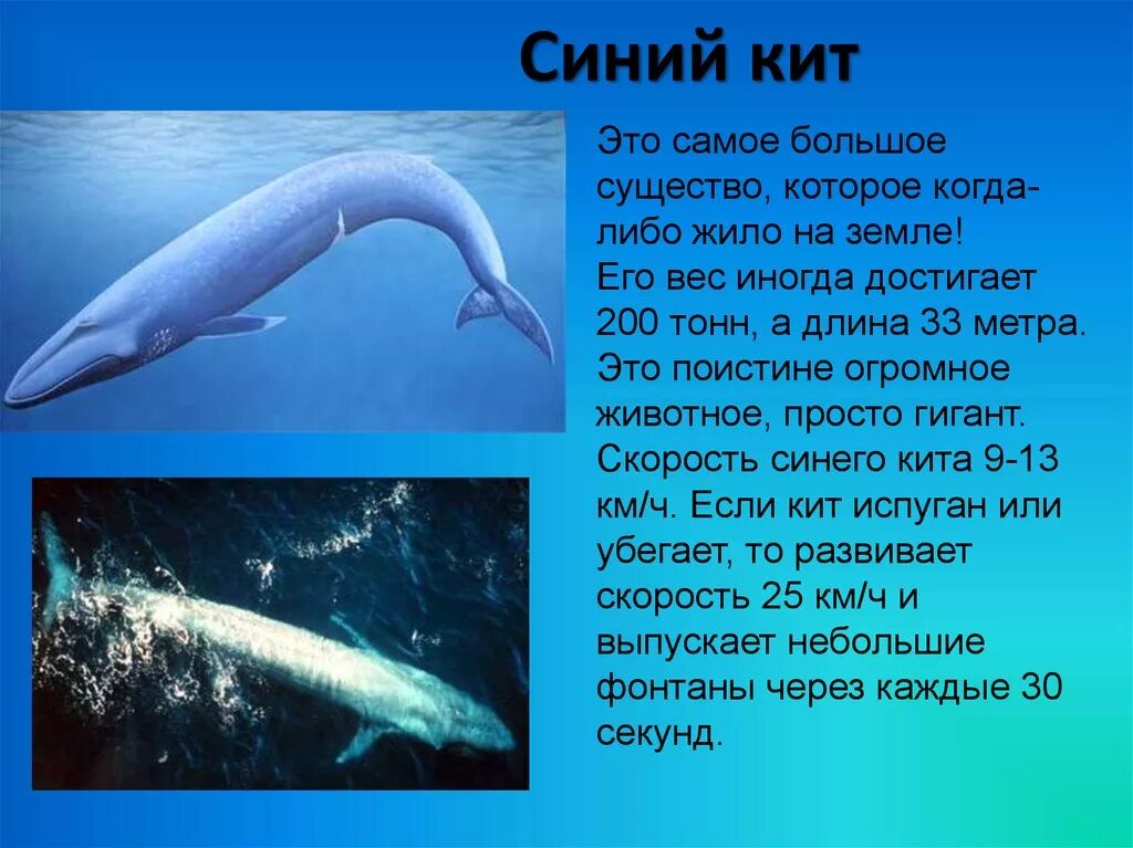 Информация о синем ките. Киты описание для 2 класс. Синий кит презентация. Доклад про кита. Масса синего кита достигает