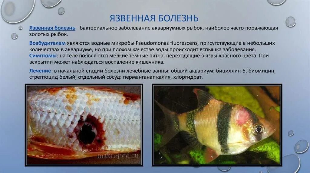 Как называется болезнь рыбы