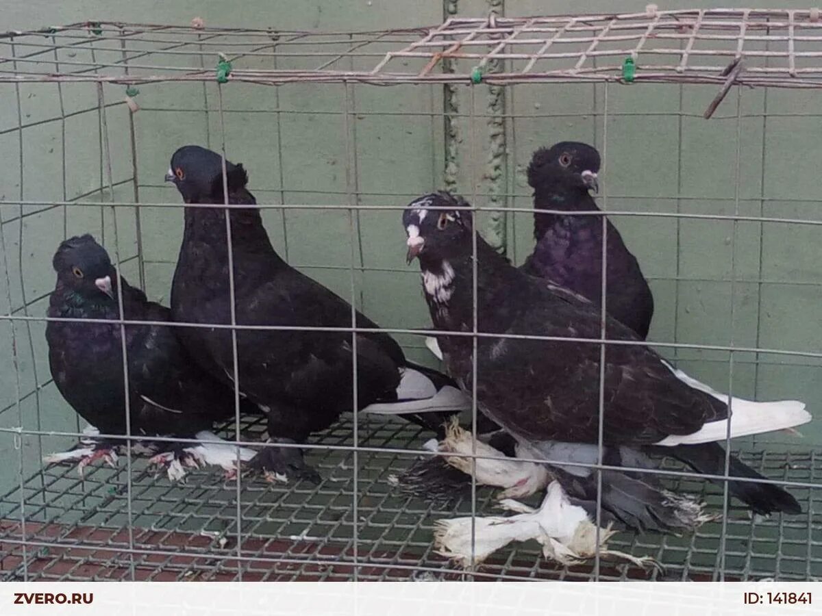Ленинаканские голуби описание породы. Голуби в белгороде. Голубь николаевский высоколетный. Голуби на прокат в сочи. Мясной голубь штрассер.