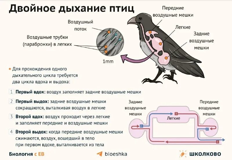 Двойное дыхание у птиц это. Схема двойного дыхания у птиц. этапы двойного дыхания у птиц. двойное дыхание у птиц осуществляется. двойное дыхание у кого из животных.