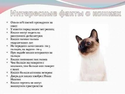 Узнать про кошек