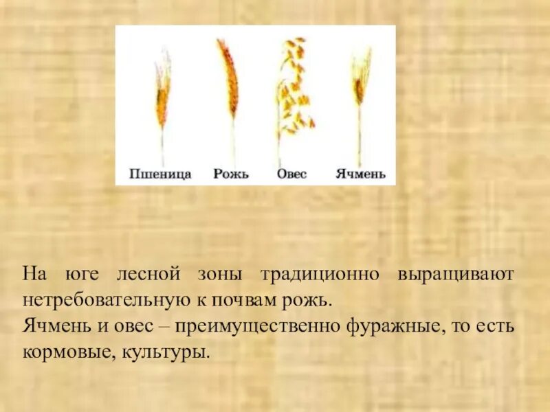 Овес районы. Отличие пшеницы от ржи и ячменя. Рожь ячмень пшеница разница. Рожь ячмень овес. Пшеница рожь ячмень.