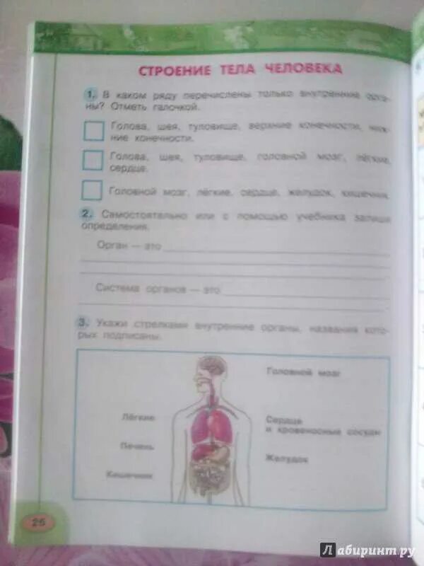 Окружающий мир рабочий тетрадь 26 27. Строение тела человека 3 класс окружающий мир рабочая тетрадь. Окружающий мир рабочая тетрадь Плешаков Новицкая. Рабочая тетрадь Плешаков и Новицкая. Окружающий мир 3 класс рабочая тетрадь 2 часть Плешаков Новицкая.