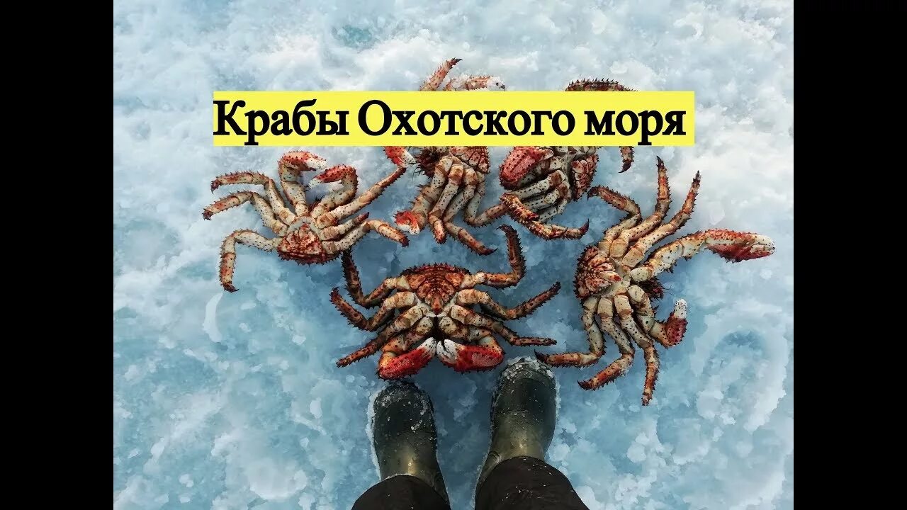 Черви в крабе. Колючий краб Охотское море. Крабы в Охотском море. Ловля крабов на Сахалине. Краб колючий Сахалин.