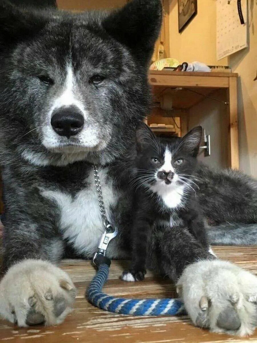 Большие собаки и кошки. Кошки и собаки. Кот и собака дружат. Картинки кошек и собак. Собаки которые дружат с кошками.