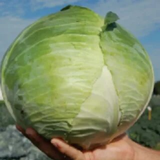 Сорт капусты юбилей