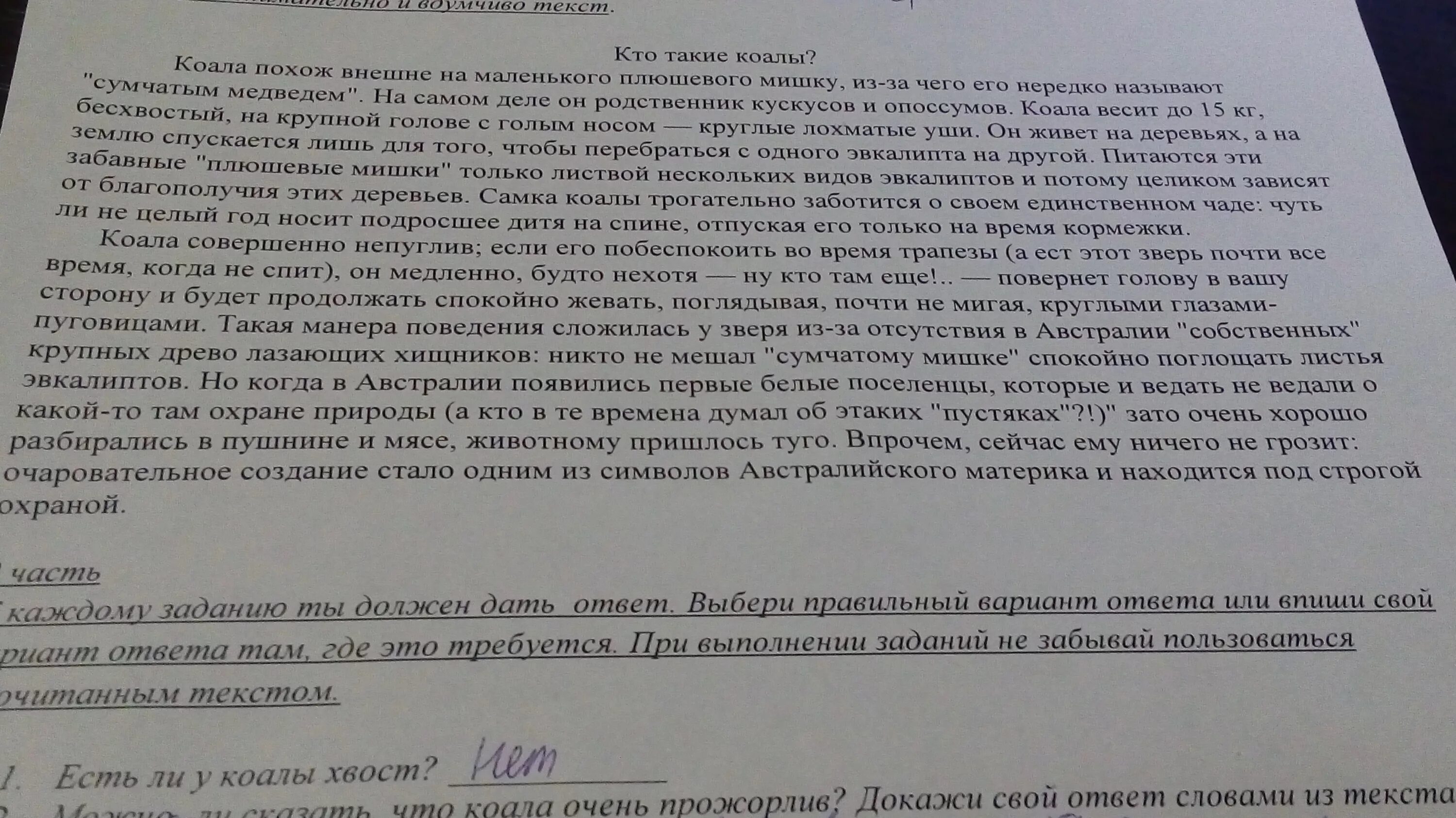 Ее съели текст. Что коала очень прожорлив докажи свой ответ словами из текста. Можно ли сказать что коала очень прожорлив. Можно ли сказать что коала очень прожорлив докажи свой ответ. Выпиши из текста предложение, подверждающее, что коала непуглив.