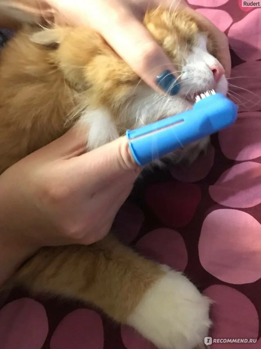 Можно ли кошкам чистить зубы. Можно ли кошкам чистить зубы