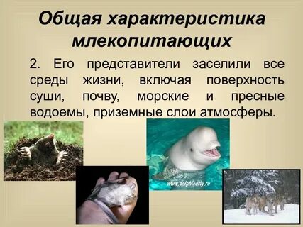 Жизнь млекопитающих 1