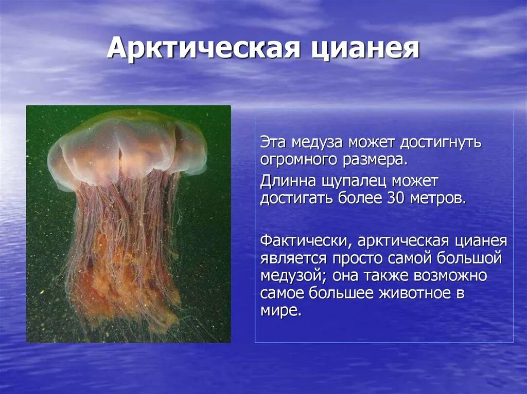 Медуза является преобладающей жизненной формой. Полярная медуза цианея. аурелия и цианея. арктическая медуза цианея. цианея арктическая класс.
