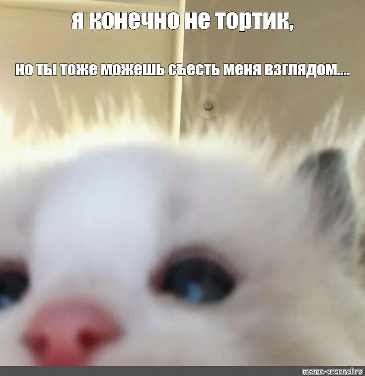 Милый больше не проснется. Милый больше не проснется. Доброе утро картинки с котами. Спящий котенок. Милые котята просыпаются.