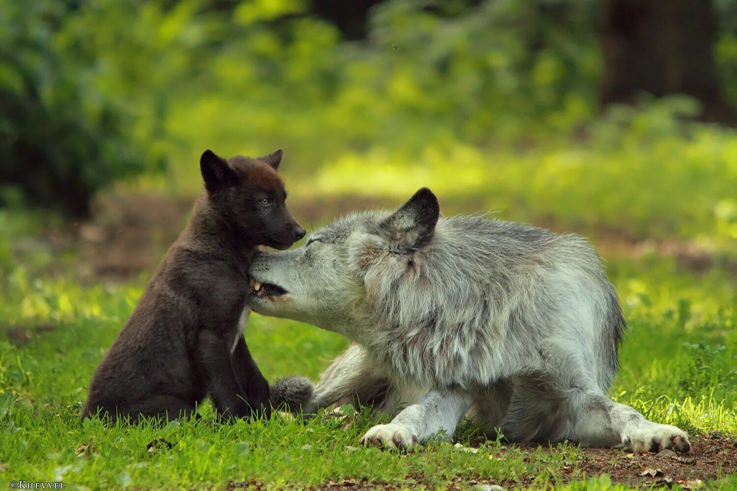 Animals brothers. Волк с волчатами. Волчица с волчатами. Волк волчица и Волчонок. Про маленького волчонка.