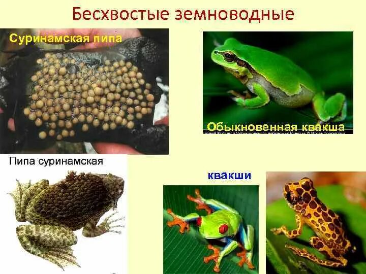 Фактор который ограничивает распространение земноводных. Суринамская пипа бесхвоста. отряд бесхвостые. отряд бесхвостые земноводные. представители бесхвостых земноводных.